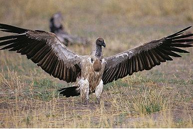 数千人签名要求恢复《使命召唤：现代战争重制版》MOD