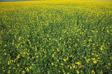 505 GamesTGS多款大作情报更新 R&B工作室独家亮相